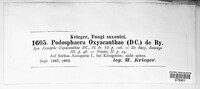 Podosphaera clandestina image